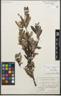 Foto von Salix glaucosericea Flod. x Salix hegetschweileri Heer